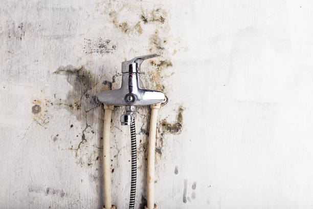 Best Black Mold Remediation in New London, MN
