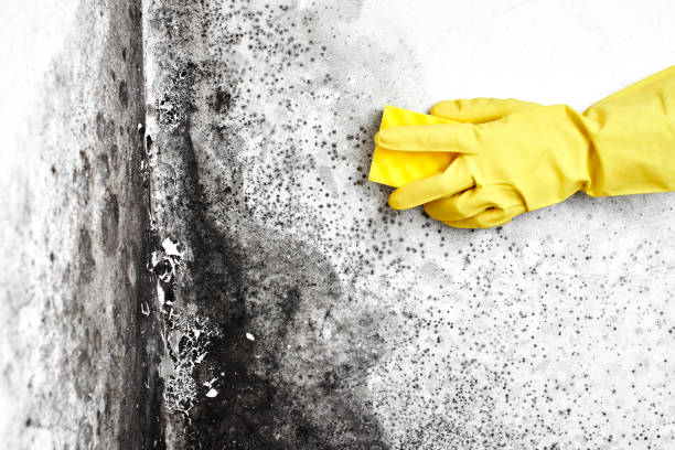 Best Insurance-Related Mold Remediation in New London, MN