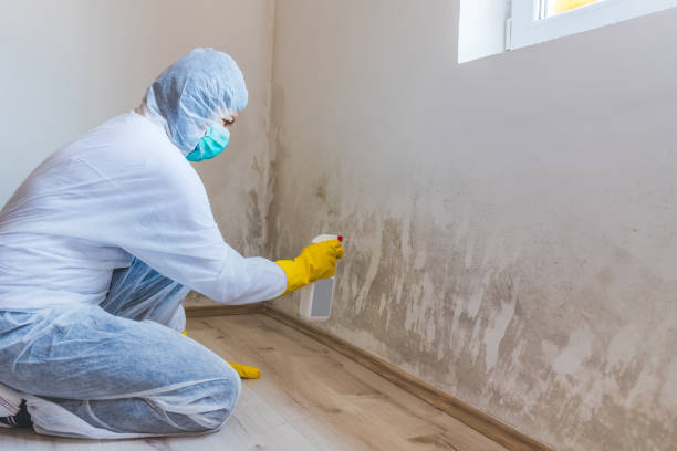 Best Post-Flood Mold Remediation in New London, MN