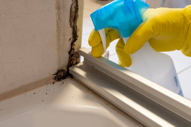 Best Attic Mold Remediation in New London, MN