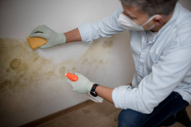 Best Mold Remediation for Specific Building Types in New London, MN