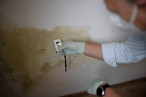 Best Residential Mold Remediation in New London, MN