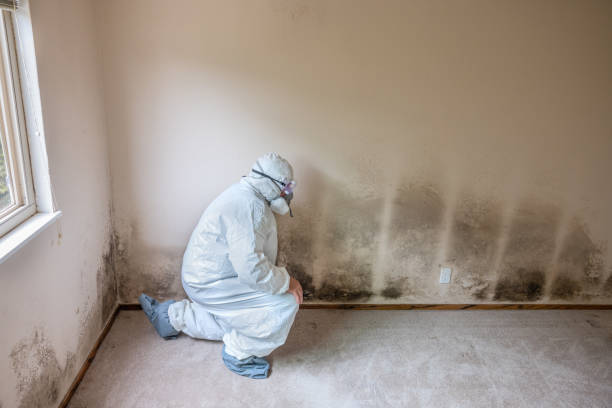 New London, MN Mold Remediation Company